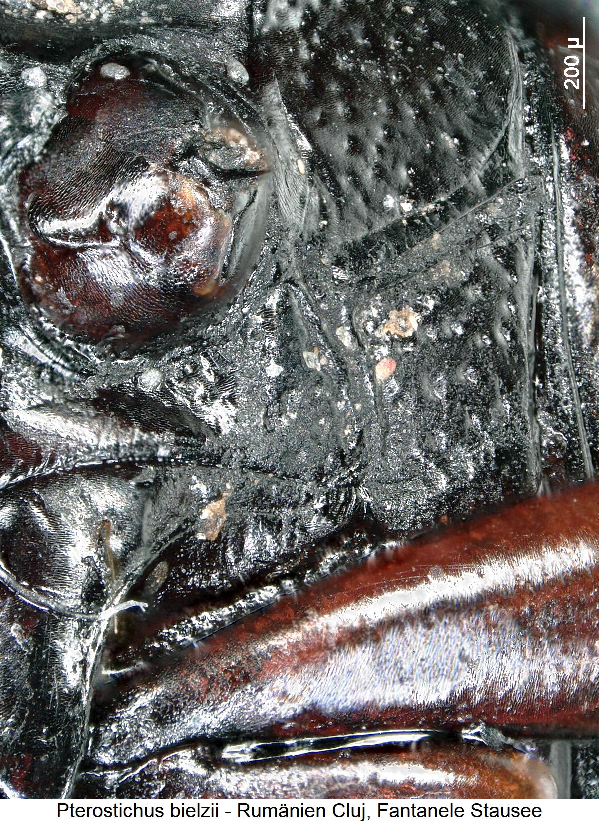 pterostichus_bielzii_hbr.jpg