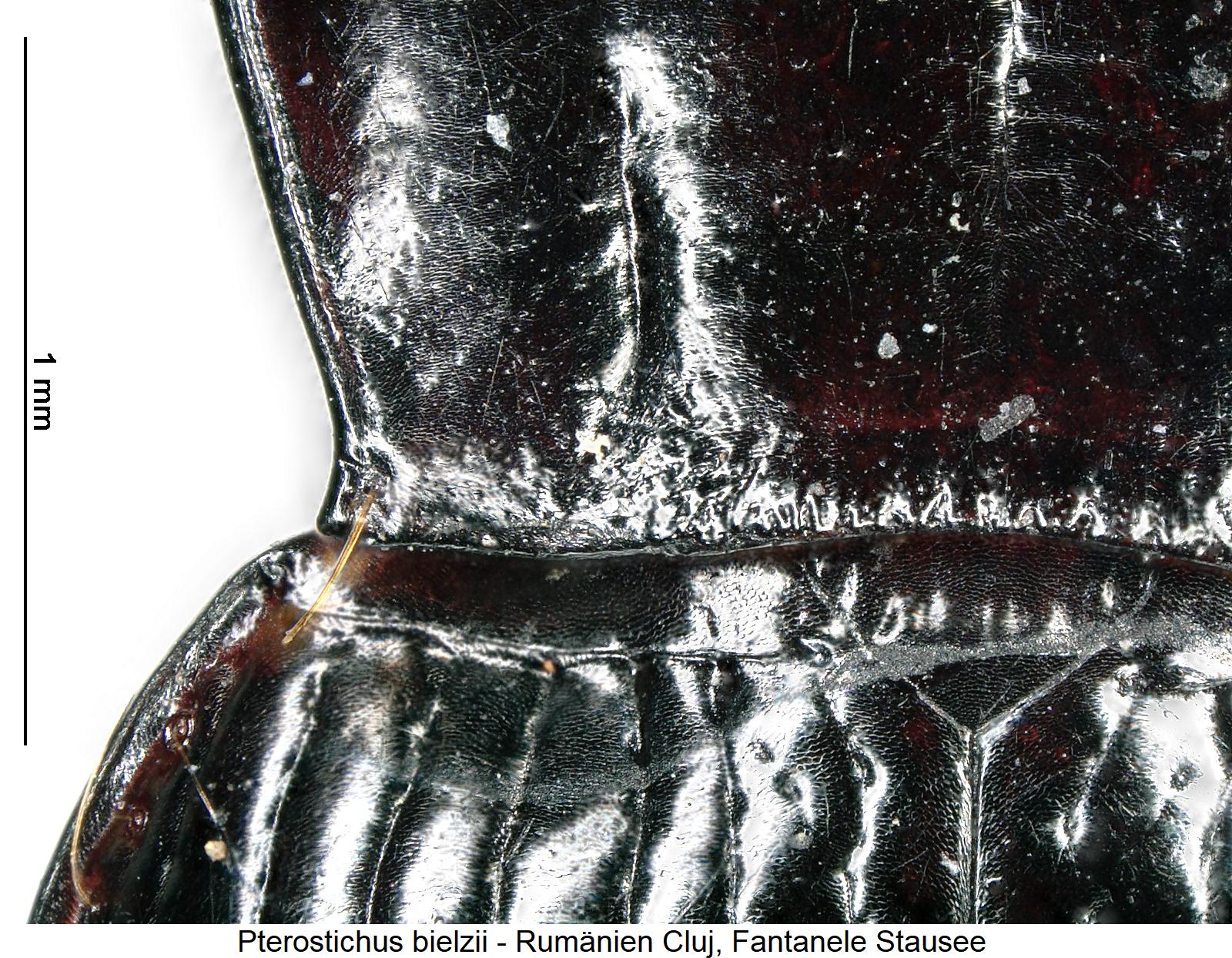 pterostichus_bielzii_hsch.jpg