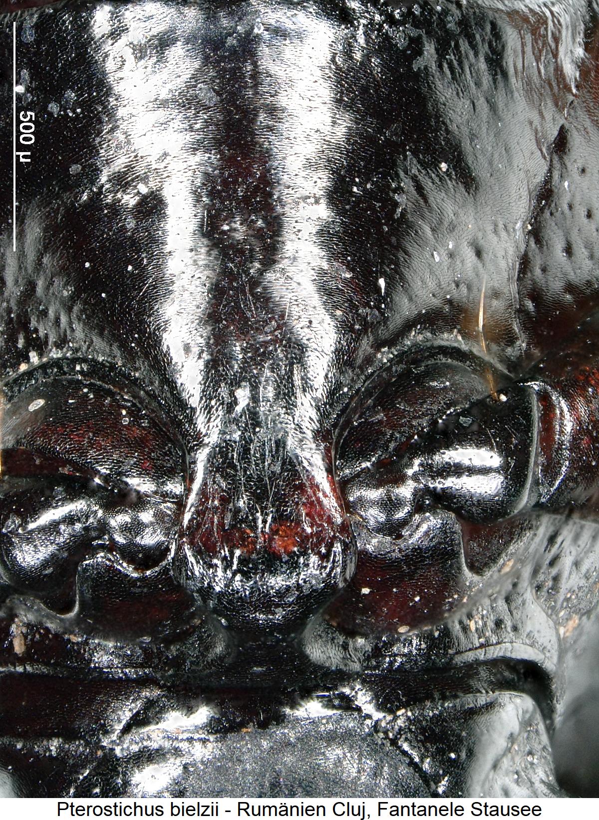 pterostichus_bielzii_vbr.jpg
