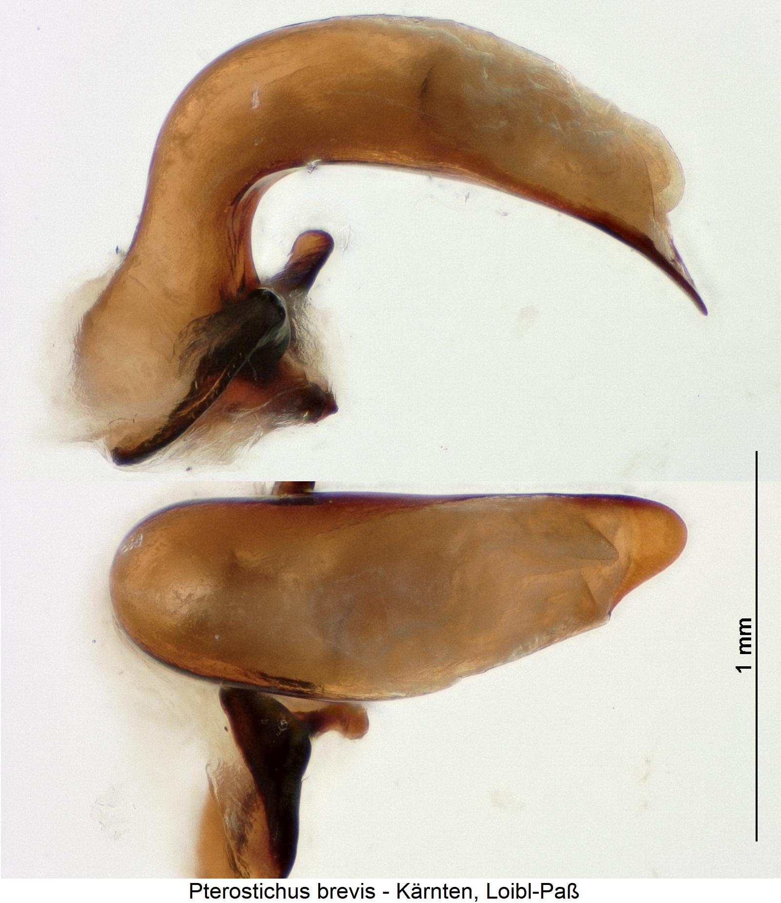 pterostichus_brevis.jpg