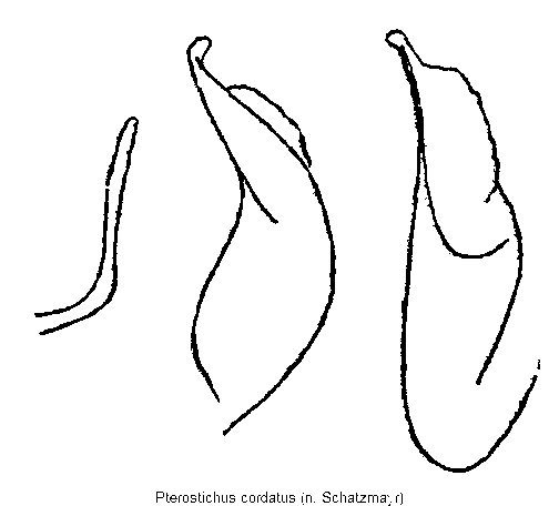 pterostichus_cordatus.gif