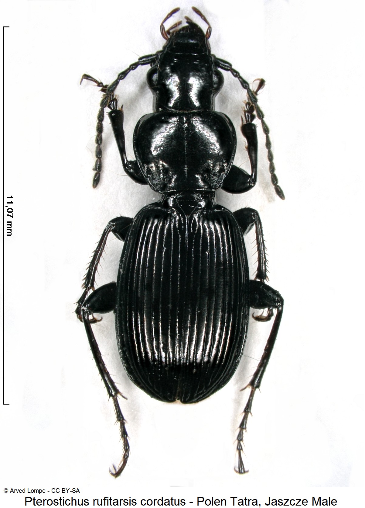 pterostichus_cordatus_ck33276416_hab.jpg