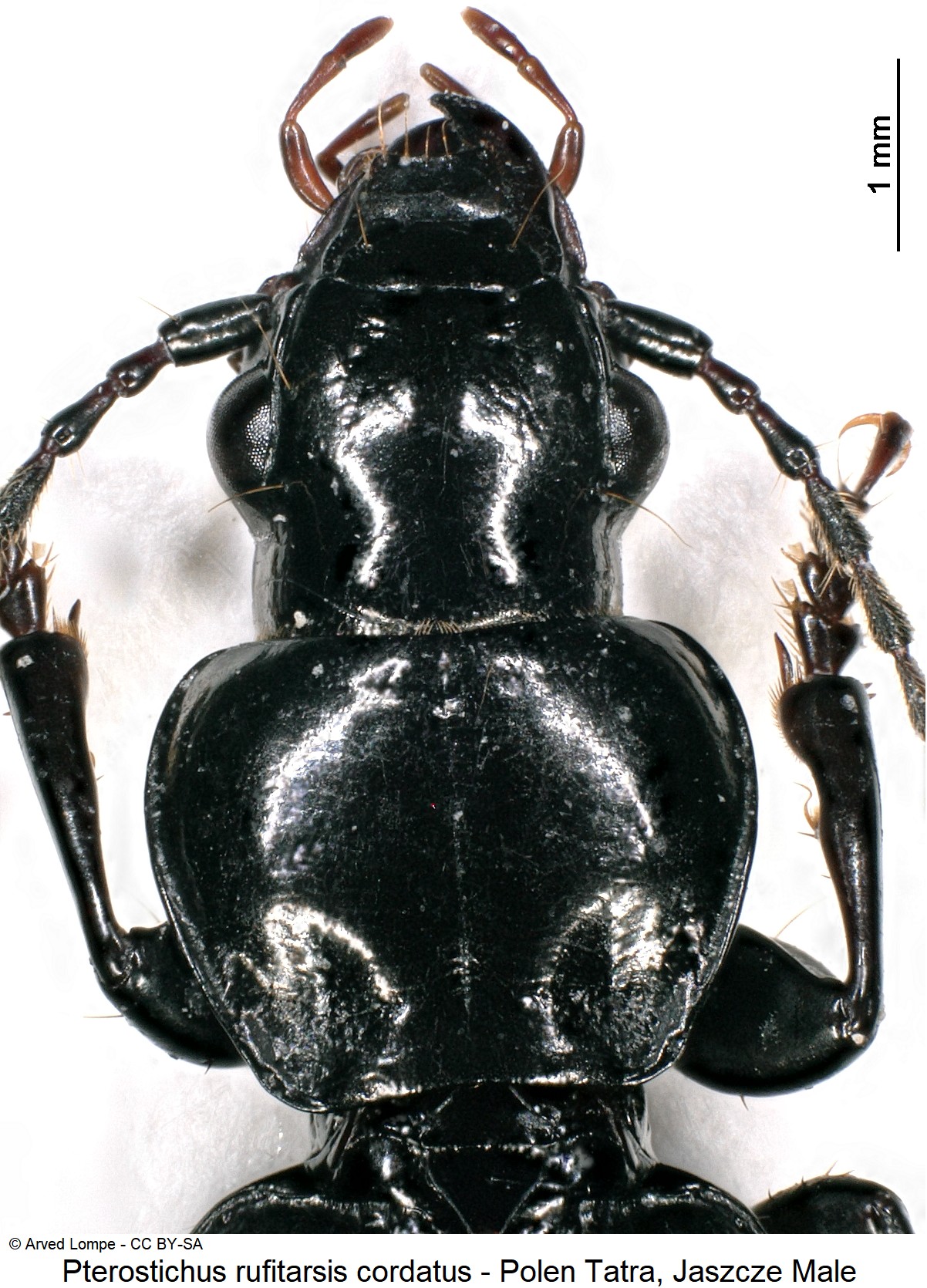 pterostichus_cordatus_ck33276416_vk.jpg
