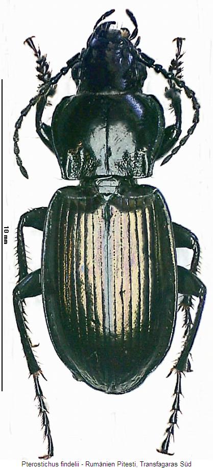 pterostichus_findelii_hab.jpg