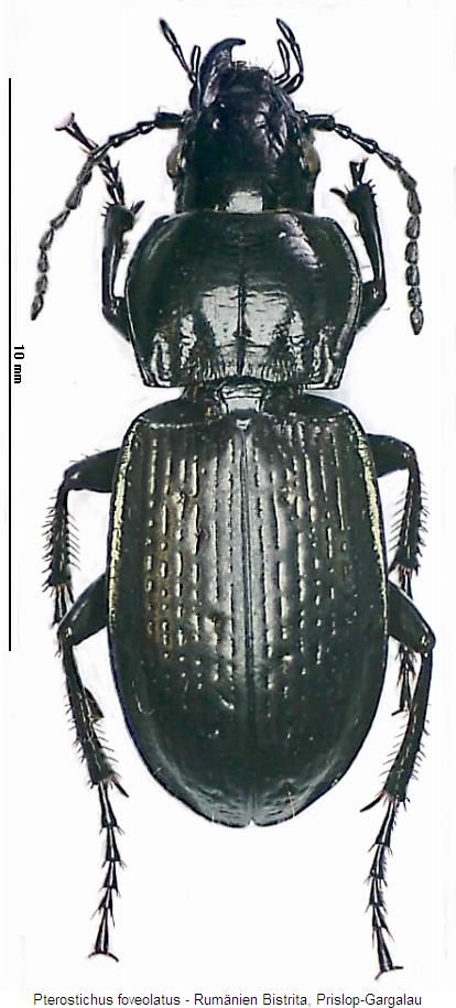 pterostichus_foveolatus_hab.jpg
