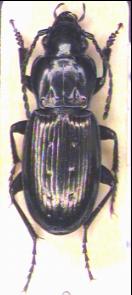 pterostichus_hab.jpg