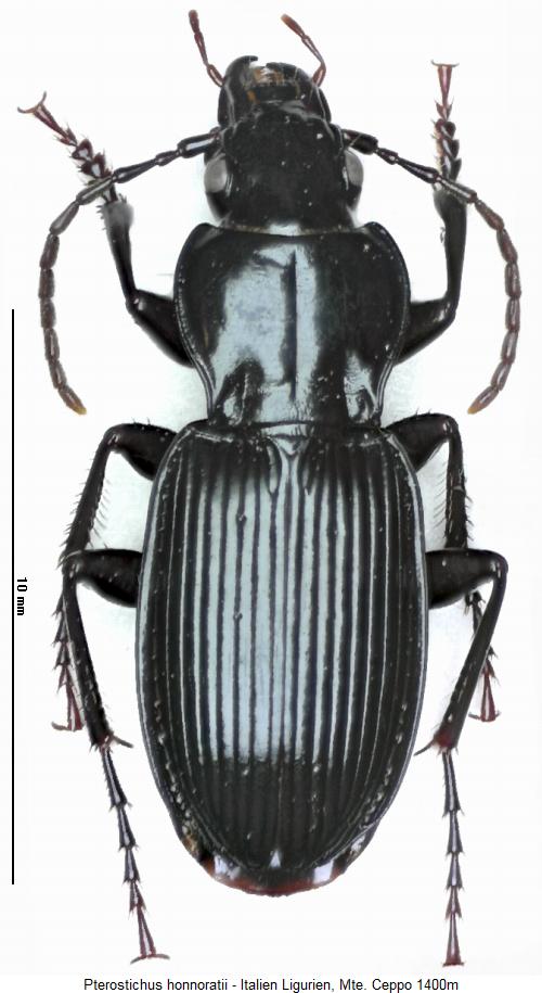 pterostichus_honnoratii_hab.jpg