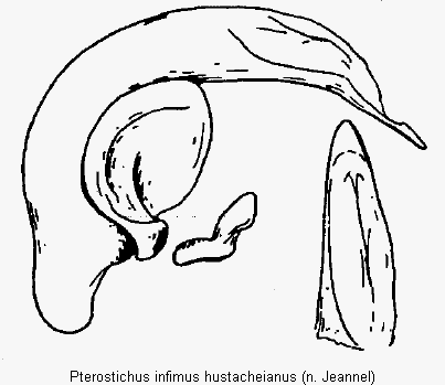 pterostichus_hustacheianus.gif