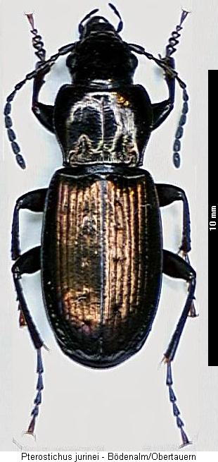 pterostichus_jurinei_hab.jpg
