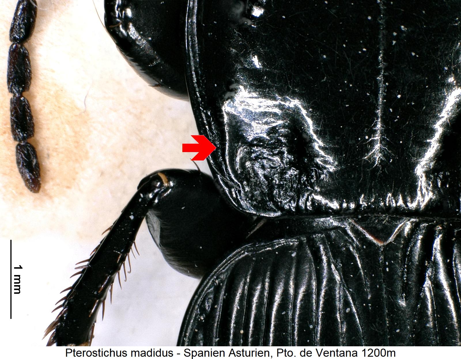pterostichus_madidus_hsch.jpg