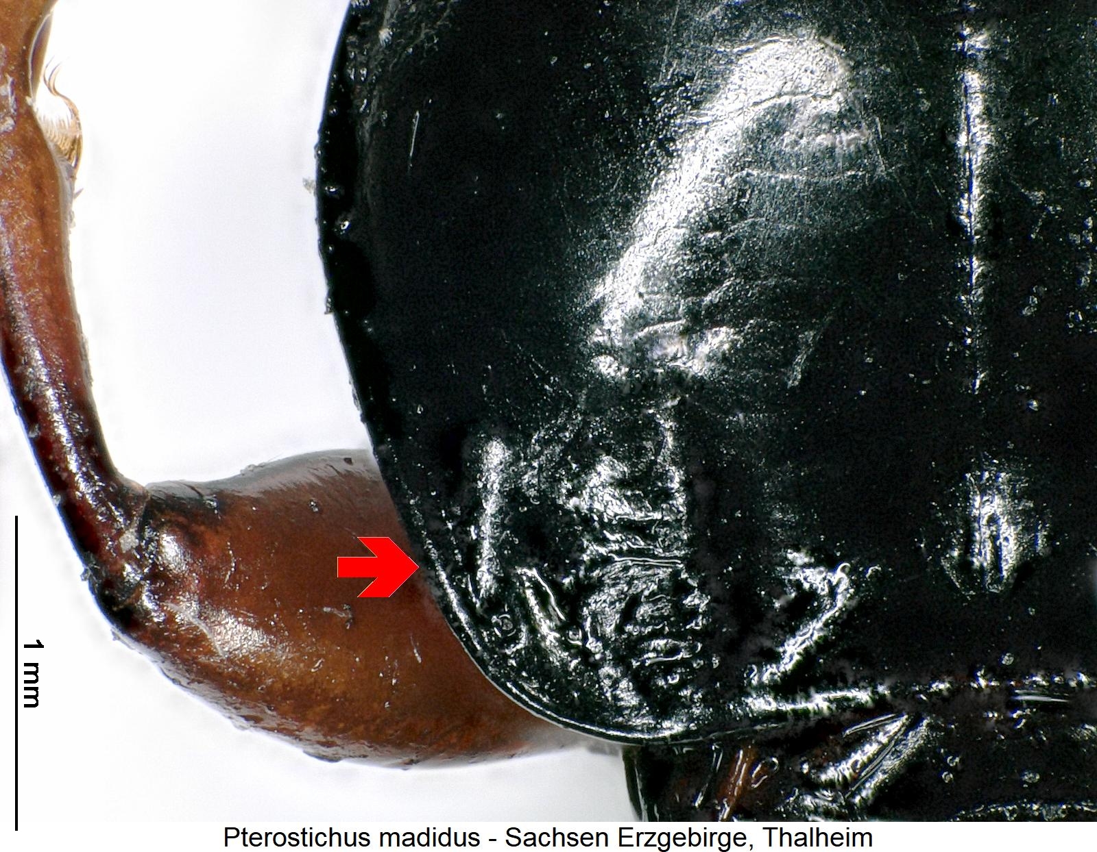 pterostichus_madidus_hsch1.jpg