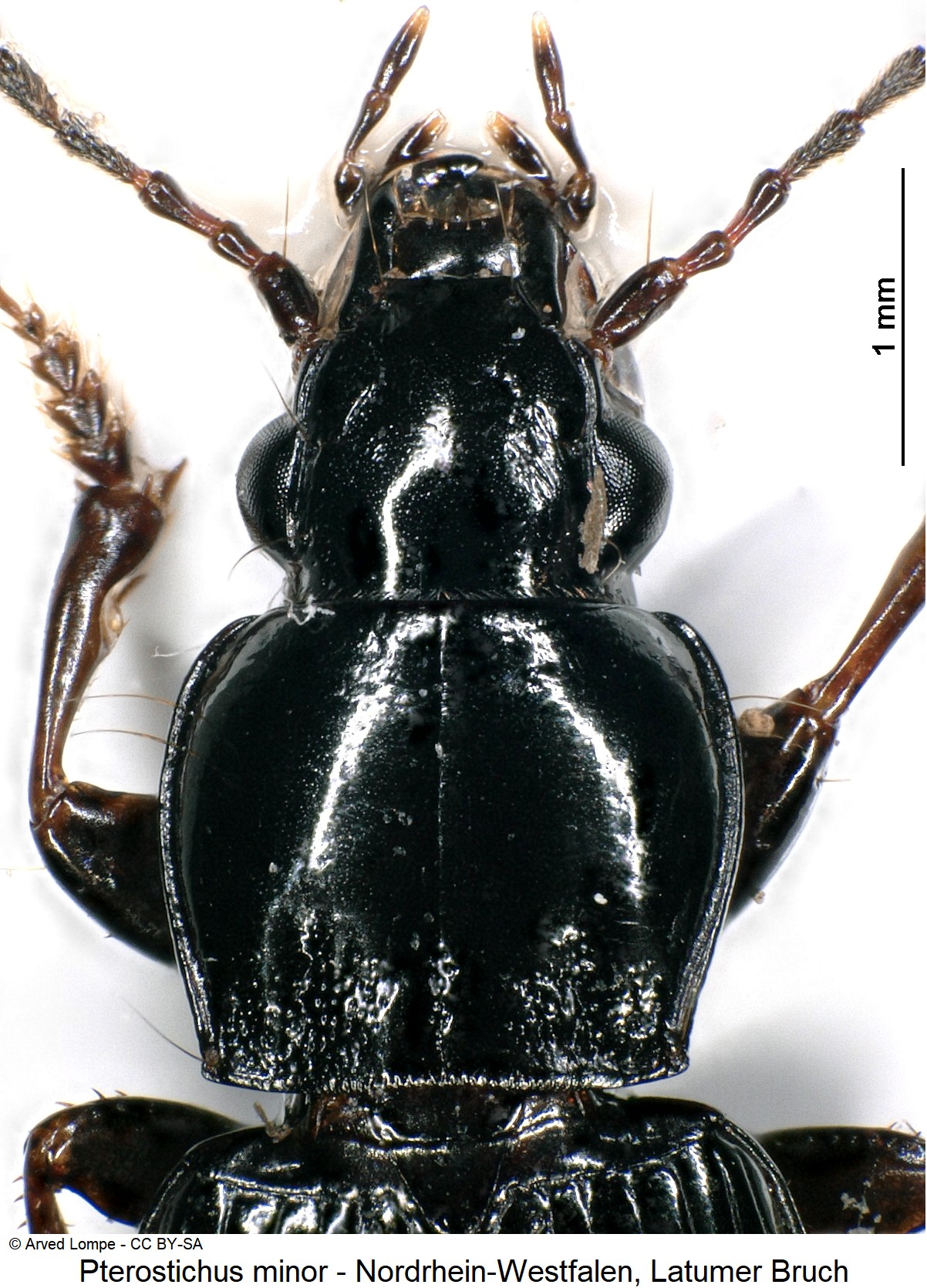 pterostichus_minor_ck36875803_vk.jpg