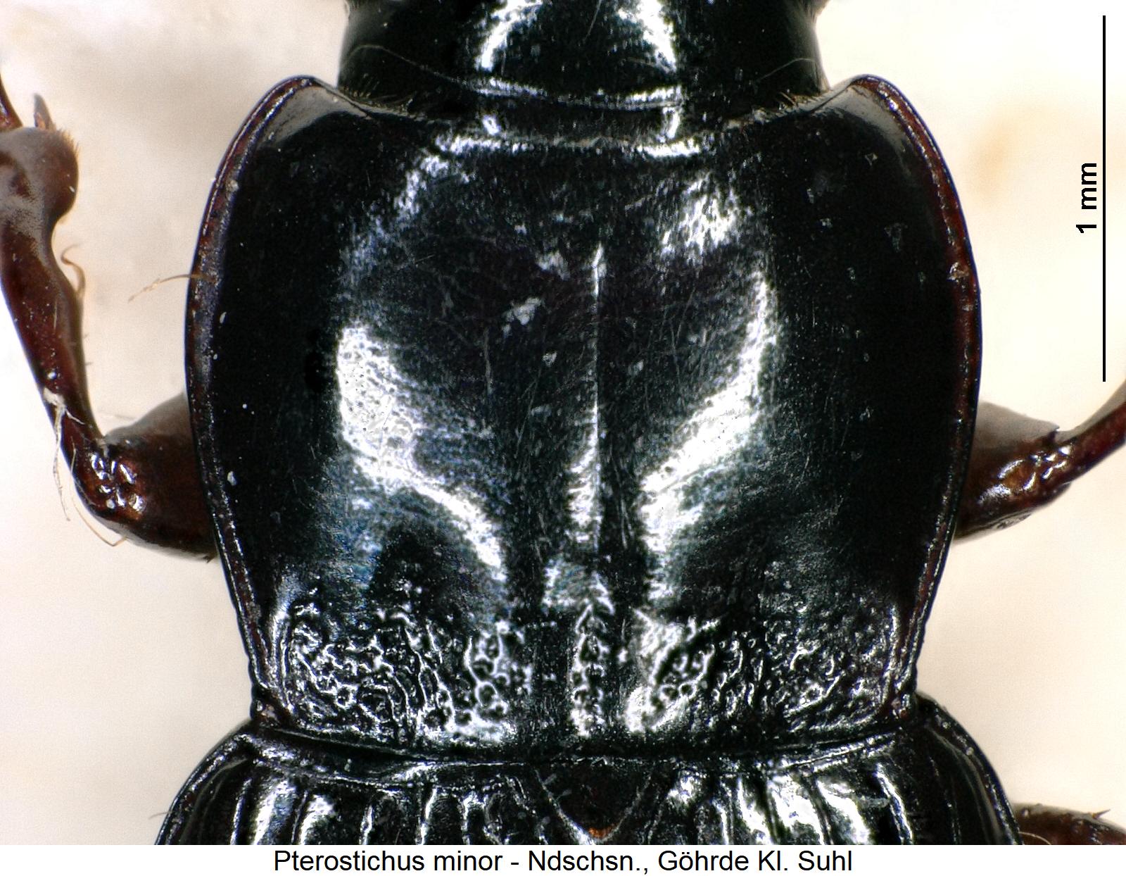 pterostichus_minor_hsch.jpg
