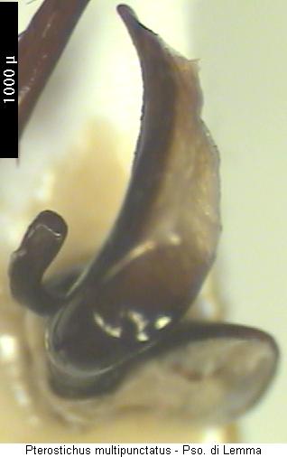 pterostichus_multipunctatus.jpg