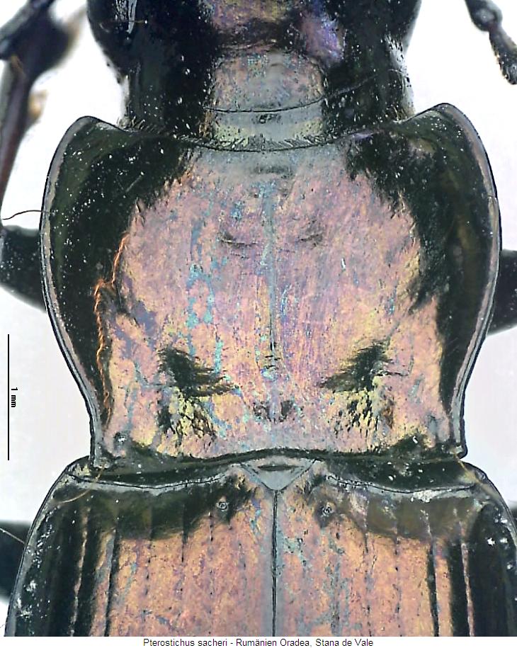 pterostichus_sacheri_hsch.jpg