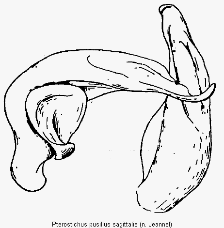 pterostichus_sagittalis.gif
