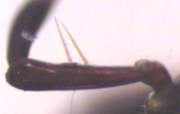pterostichus_ts.jpg