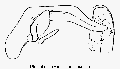 pterostichus_vernalis.gif