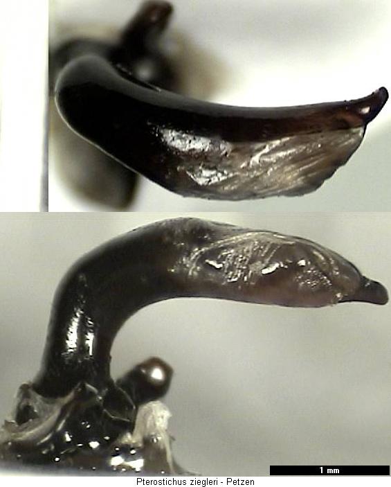 pterostichus_ziegleri.jpg