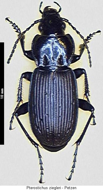pterostichus_ziegleri_hab.jpg