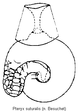 pteryx_suturalis_sperm.gif