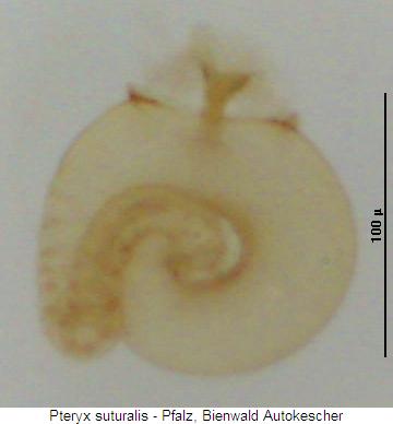 pteryx_suturalis_sperm.jpg