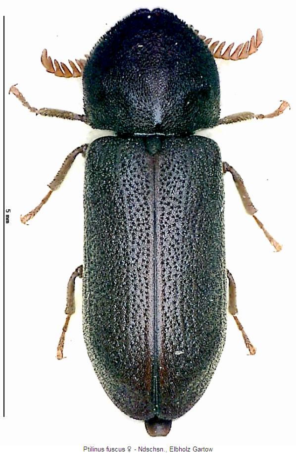 ptilinus_fuscus_w_hab.jpg
