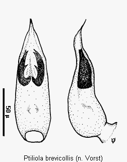 ptiliola_brevicollis.gif