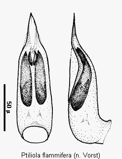 ptiliola_flammifera.gif