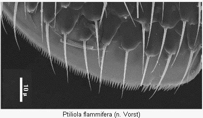 ptiliola_flammifera_fld.gif