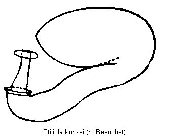 ptiliola_kunzei_sperm.gif