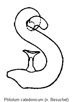 ptiliolum_caledonicum_sperm.gif
