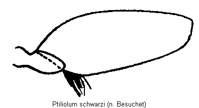 ptiliolum_schwarzi_hschl.gif