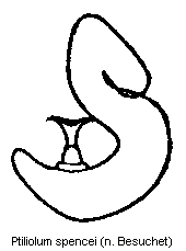 ptiliolum_spencei_sperm.gif