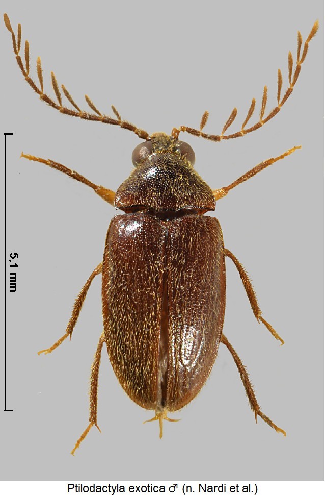 ptilodactyla_exotica_m_hab.jpg