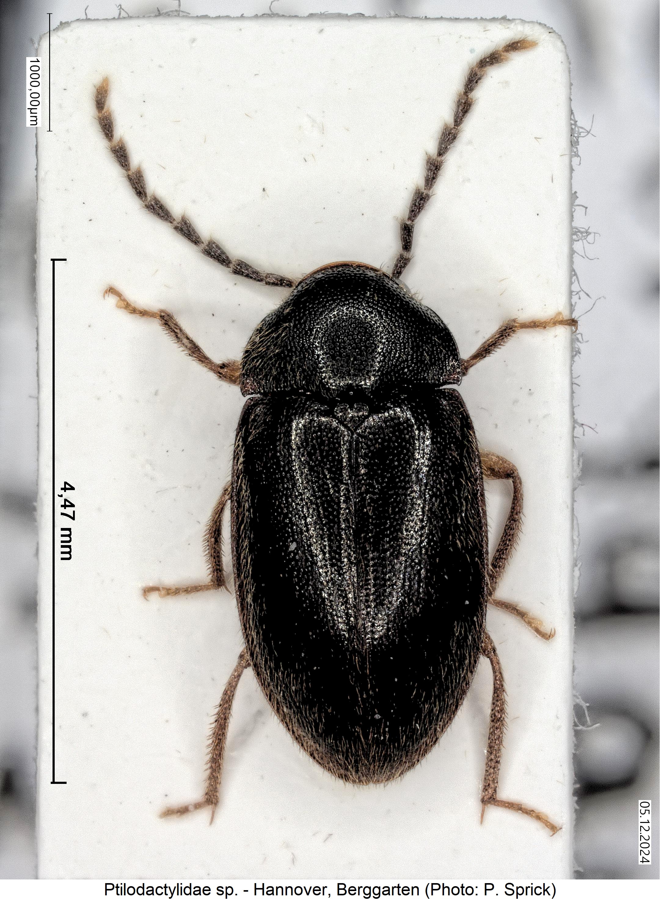 ptilodactylidae_sprick.jpg