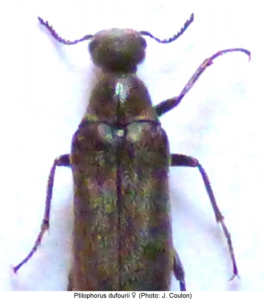 ptilophorus_dufourii_w_vk.jpg