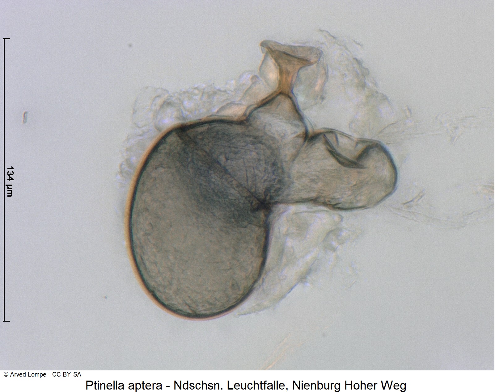 ptinella_aptera_ck33343344_sperm.jpg