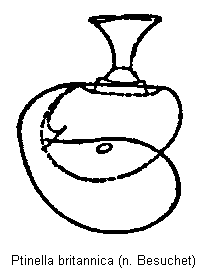 ptinella_britannica_sperm.gif