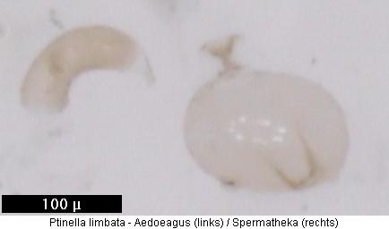 ptinella_limbata.jpg