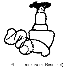 ptinella_mekura_sperm.gif
