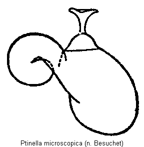 ptinella_microscopica_sperm.gif