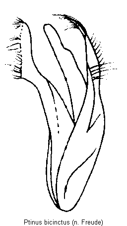 ptinus_bicinctus.gif
