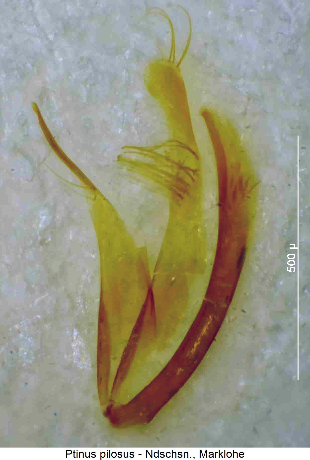 ptinus_pilosus.jpg