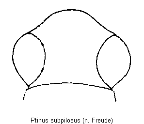 ptinus_subpilosus_k.gif