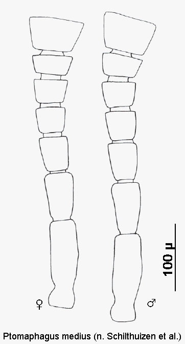 ptomaphagus_medius_f.gif