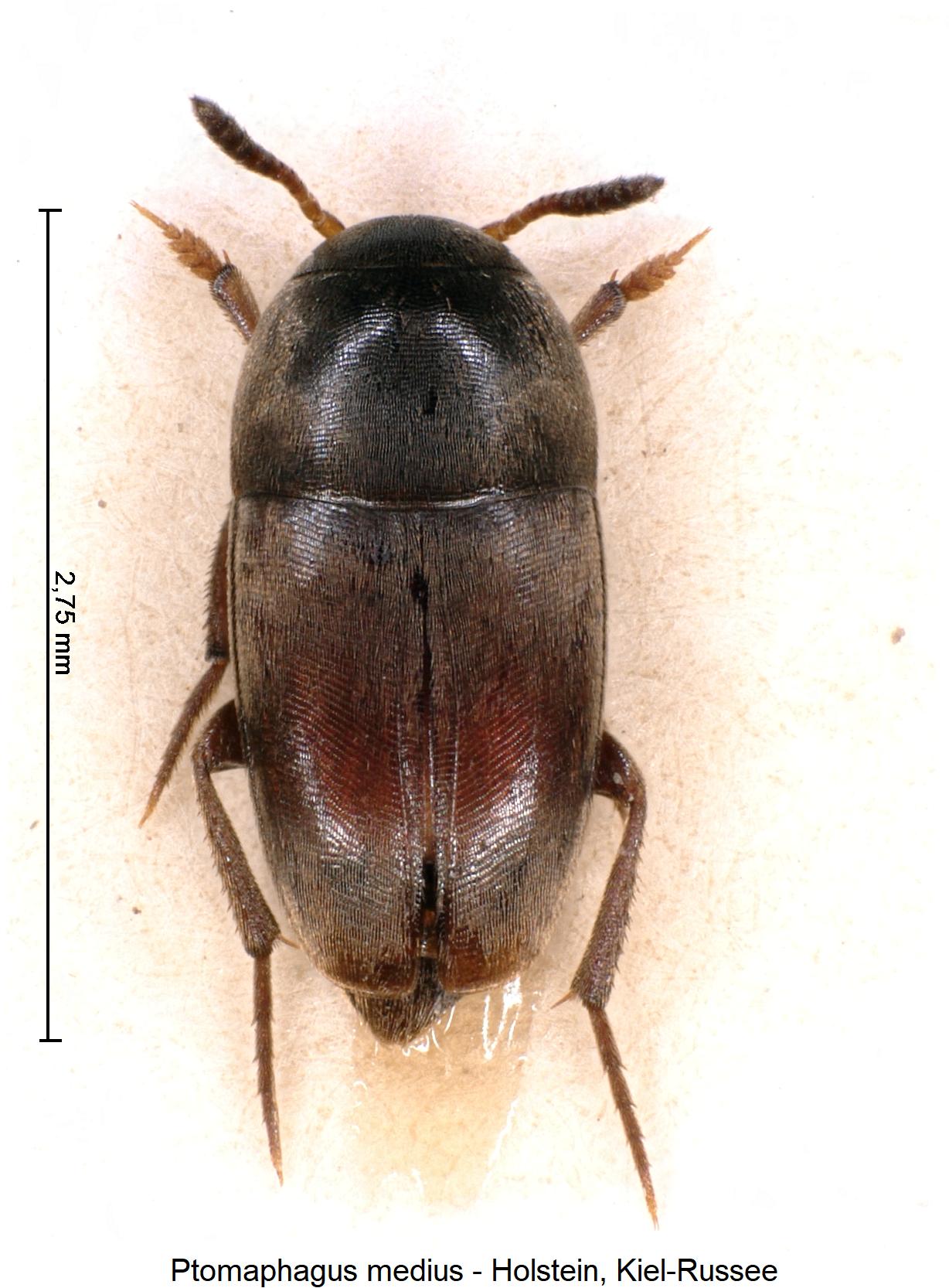 ptomaphagus_medius_hab.jpg