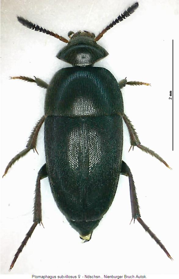ptomaphagus_subvillosus_hab.jpg