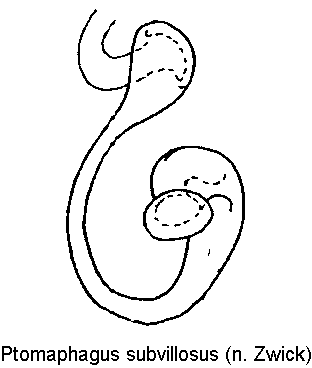 ptomaphagus_subvillosus_sperm.gif