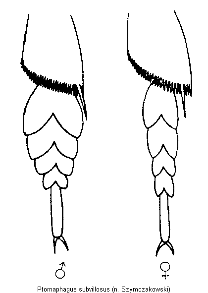 ptomaphagus_subvillosus_vtr.gif